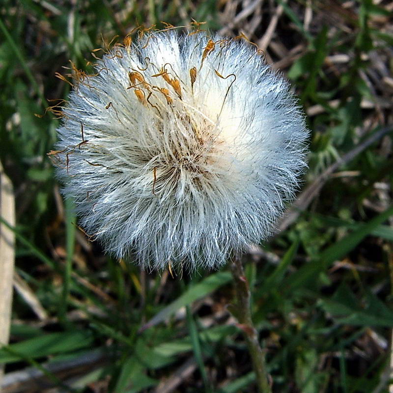 Image of Tussilago farfara specimen.