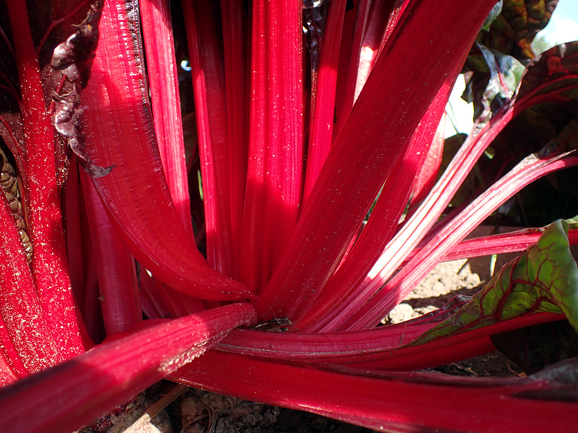 Image of Beta vulgaris ssp. cicla specimen.