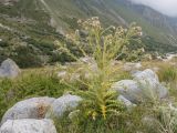 Cirsium echinus. Отцветающее и плодоносящее растение. Кабардино-Балкария, Черекский р-н, Кабардино-Балкарский высокогорный заповедник, Черек-Безенгийское ущелье, окр. альплагеря \"Безенги\", ≈ 2100 м н.у.м., отложенная боковая морена, субальпийский луг. 16.08.2021.