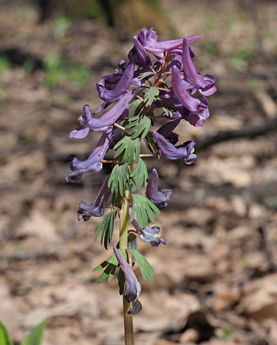 Image of Corydalis solida specimen.