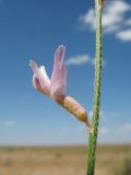 Astragalus eremospartoides