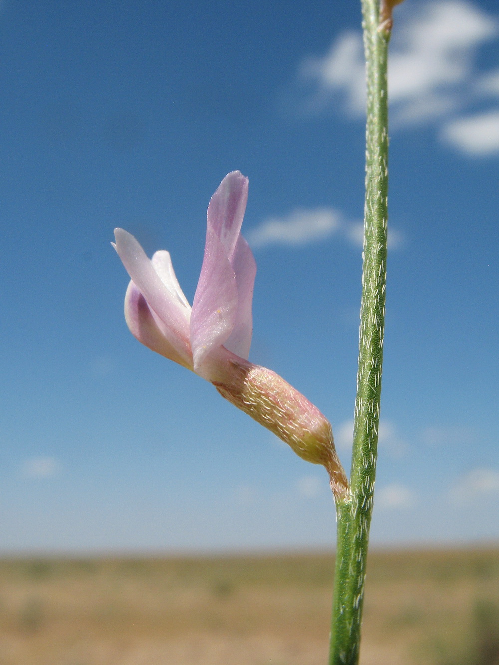 Image of Astragalus eremospartoides specimen.