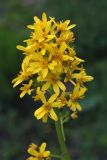 Ligularia heterophylla