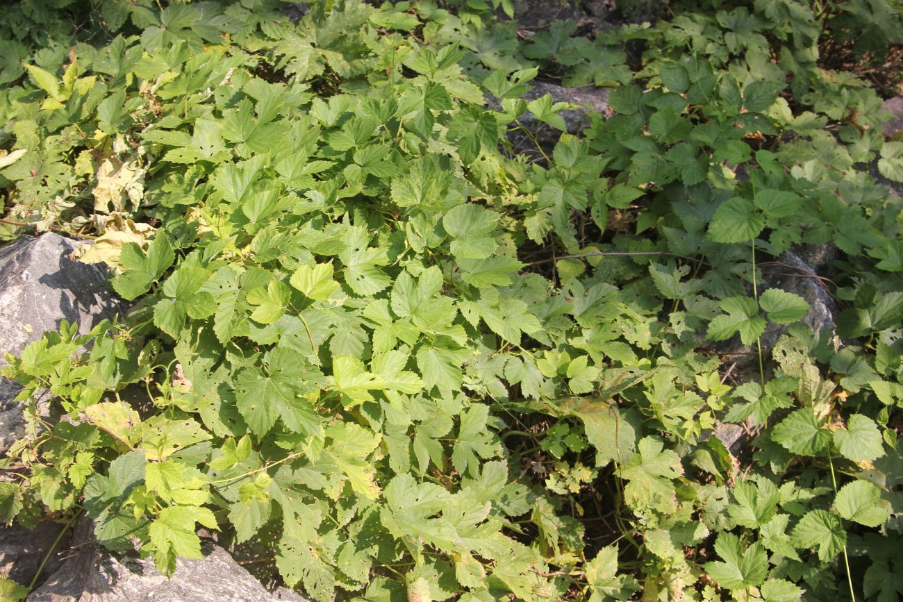 Изображение особи Humulus lupulus.