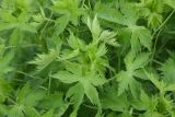 familia Ranunculaceae. Верхушка вегетирующего растения. Республика Ингушетия, Джейрахский р-н, подножие башни Кашети, высота ок. 1800 м н.у.м., высокотравный луг. 18 июня 2022 г.