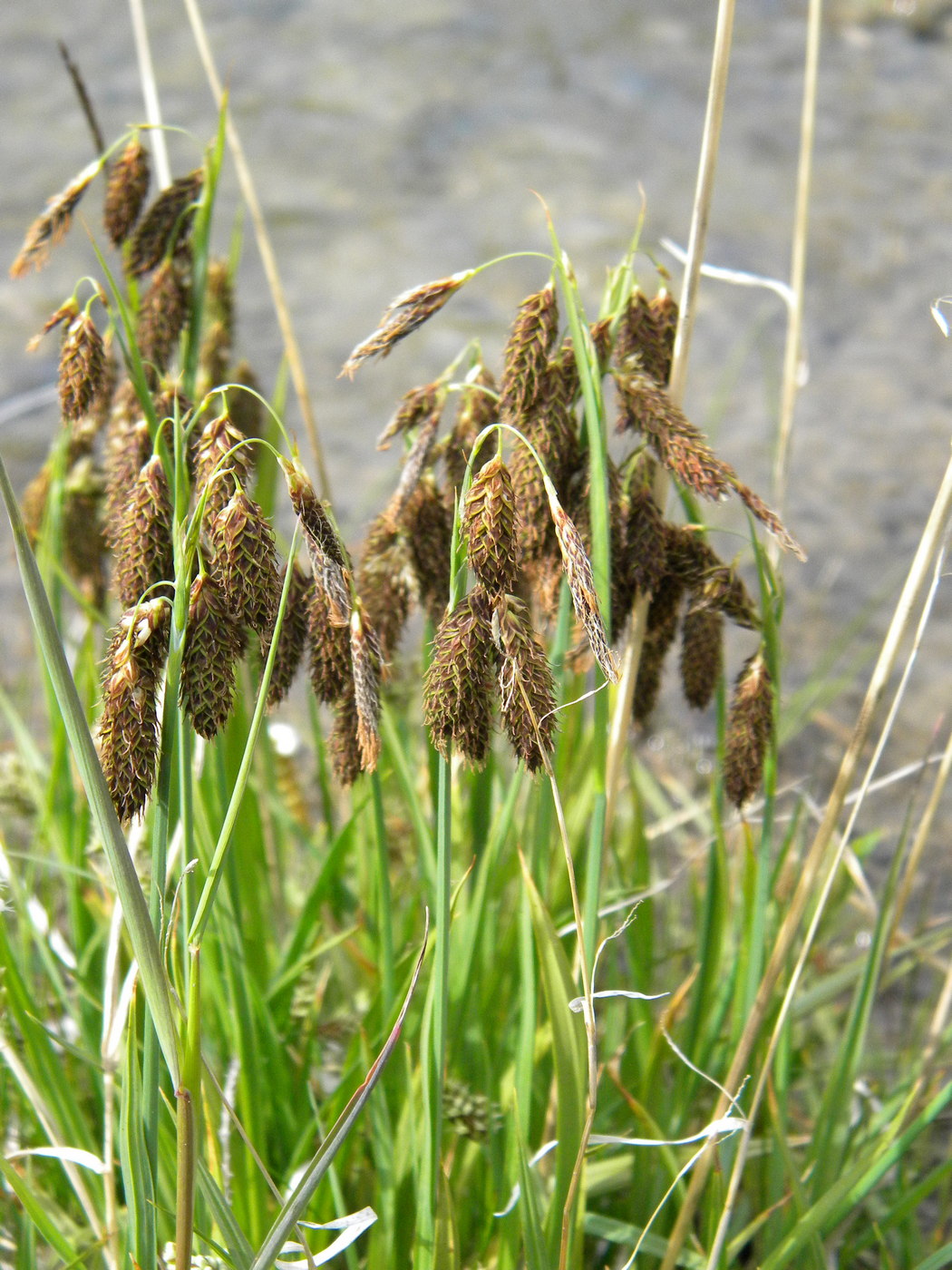 Изображение особи Carex coriophora.