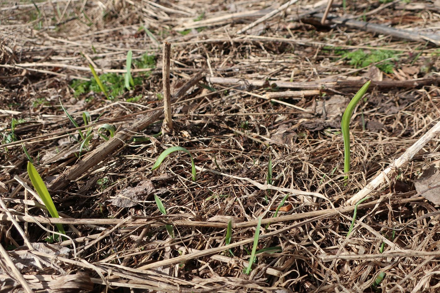 Image of Allium aflatunense specimen.