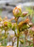 Hypericum nummularioides