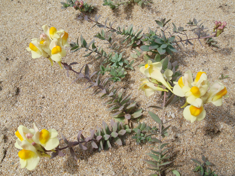 Image of Linaria japonica specimen.