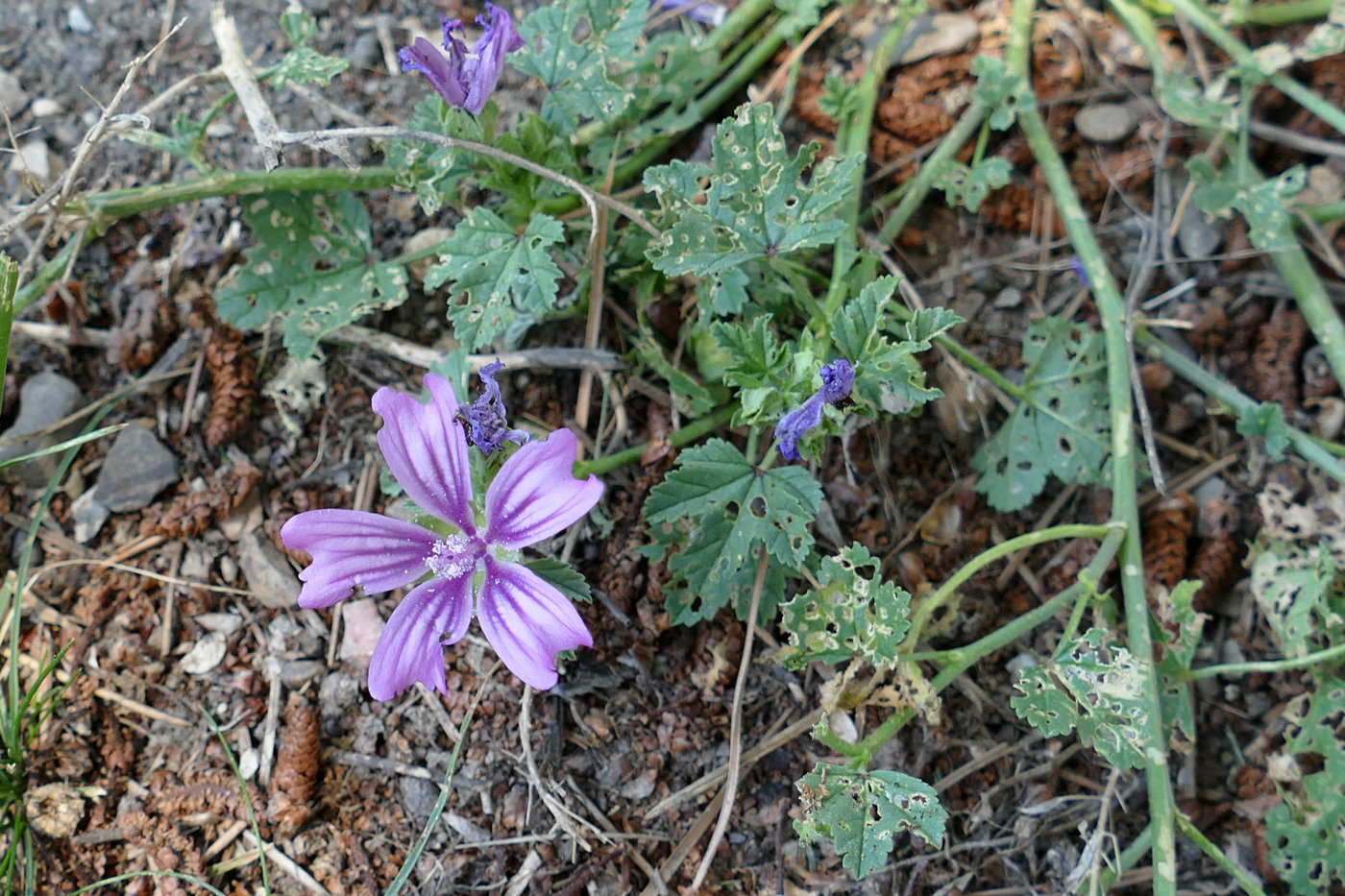 Image of Malva sylvestris specimen.