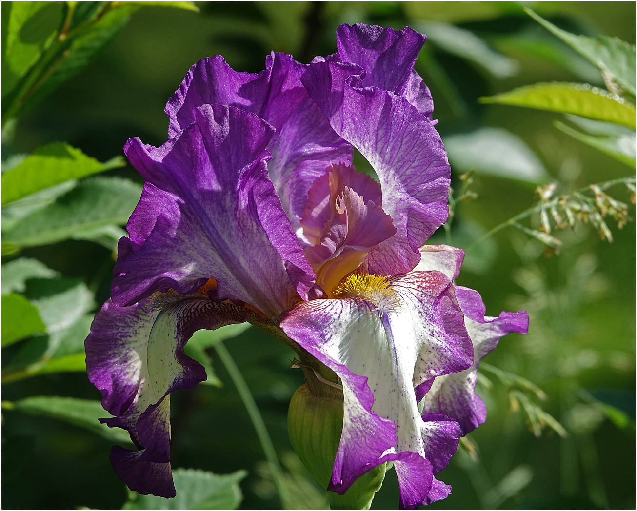 Image of Iris &times; hybrida specimen.