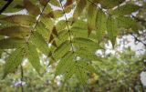 Sorbus commixta