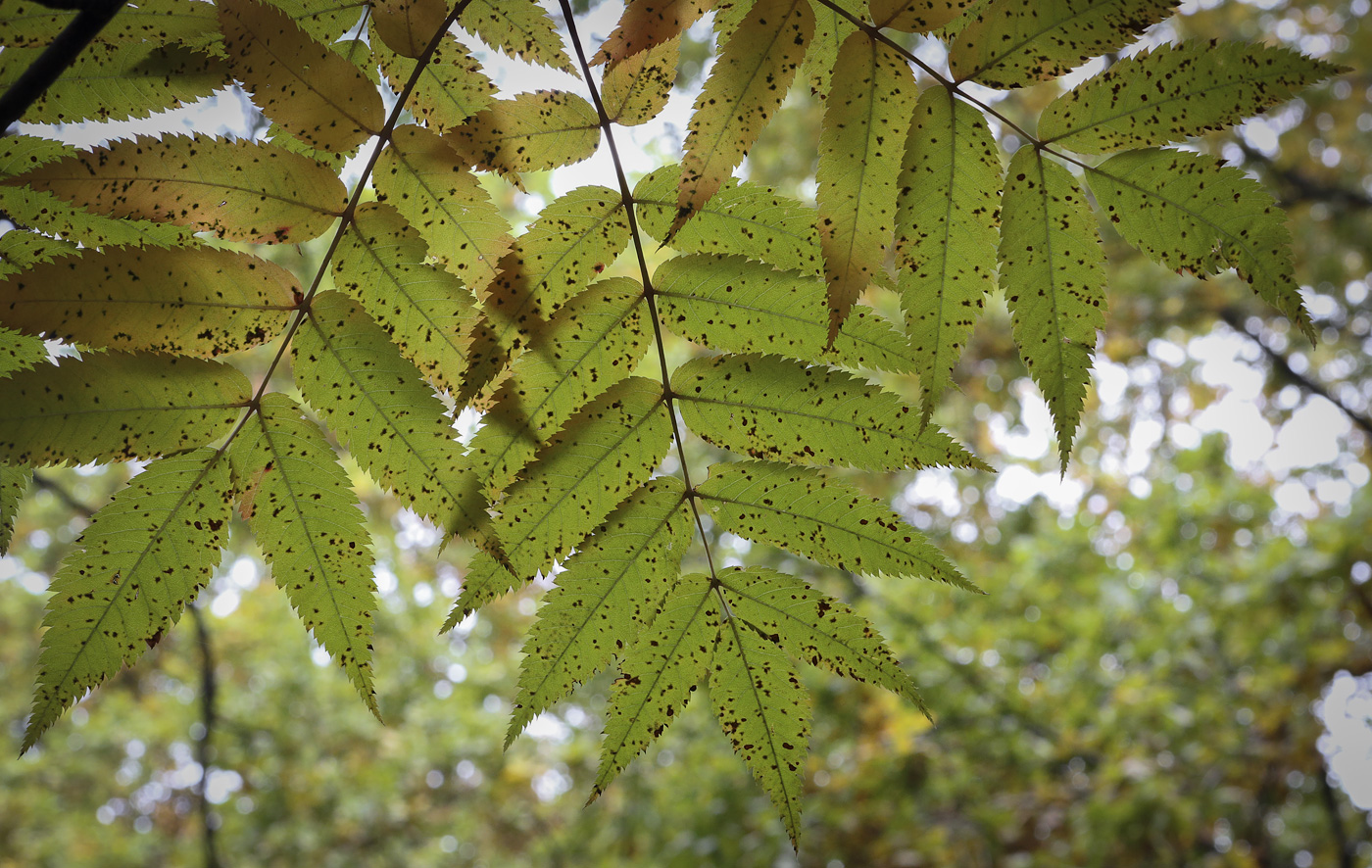 Изображение особи Sorbus commixta.