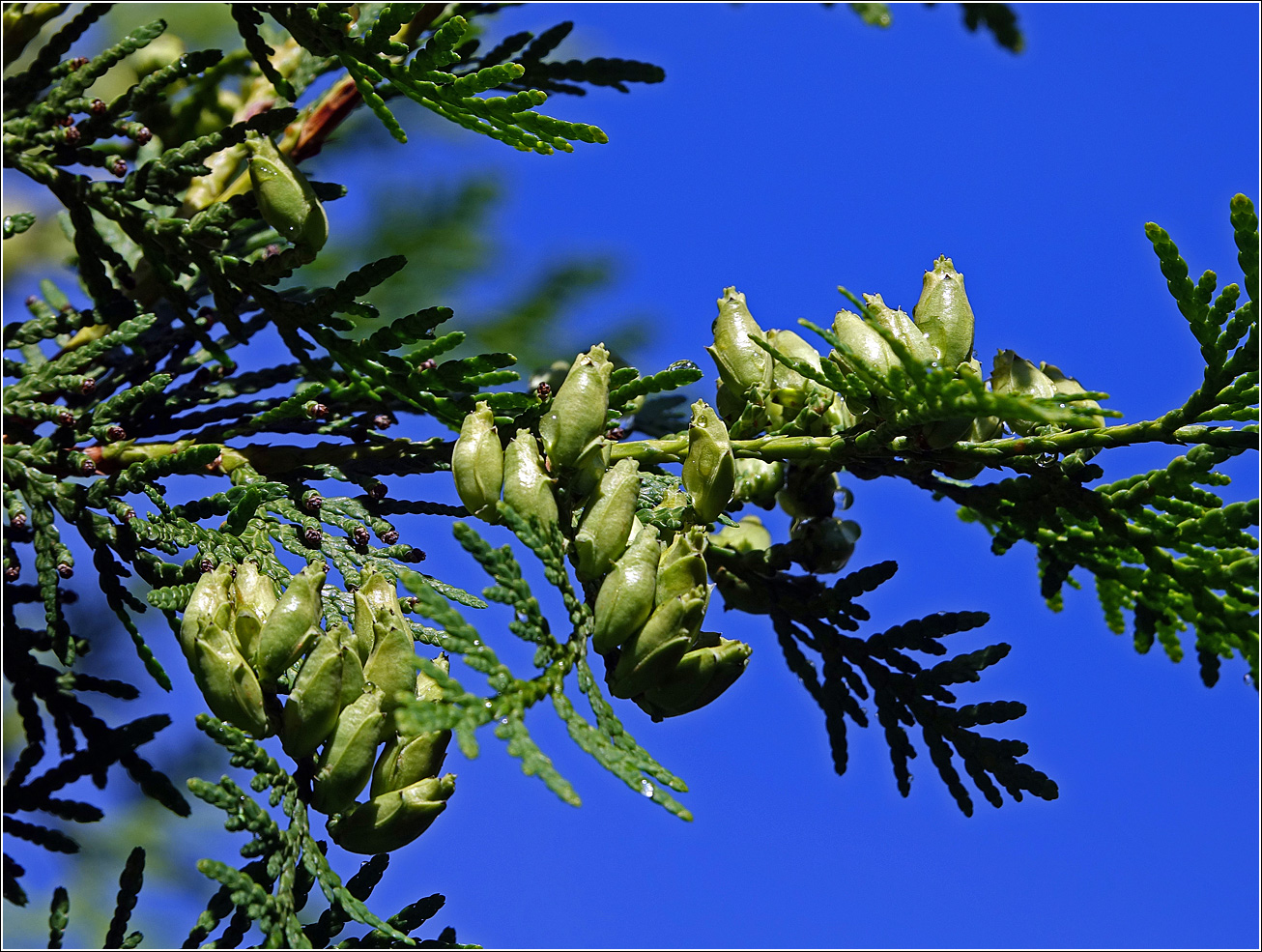 Image of Thuja occidentalis specimen.