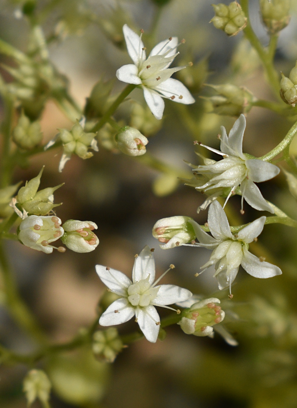 Image of Sedum album specimen.