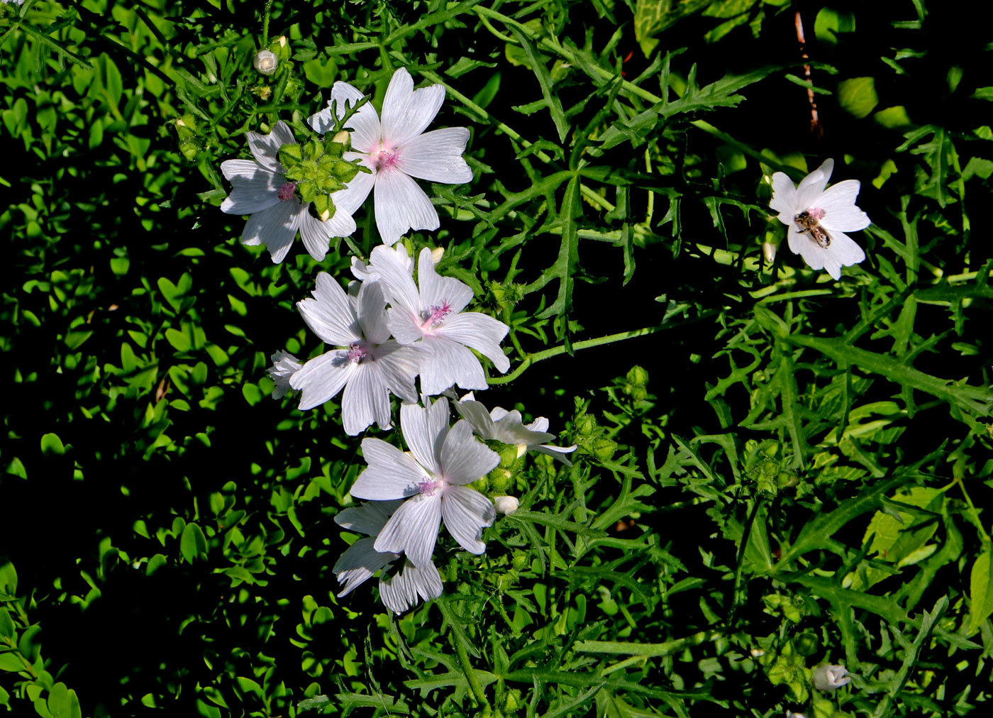 Image of Malva moschata specimen.