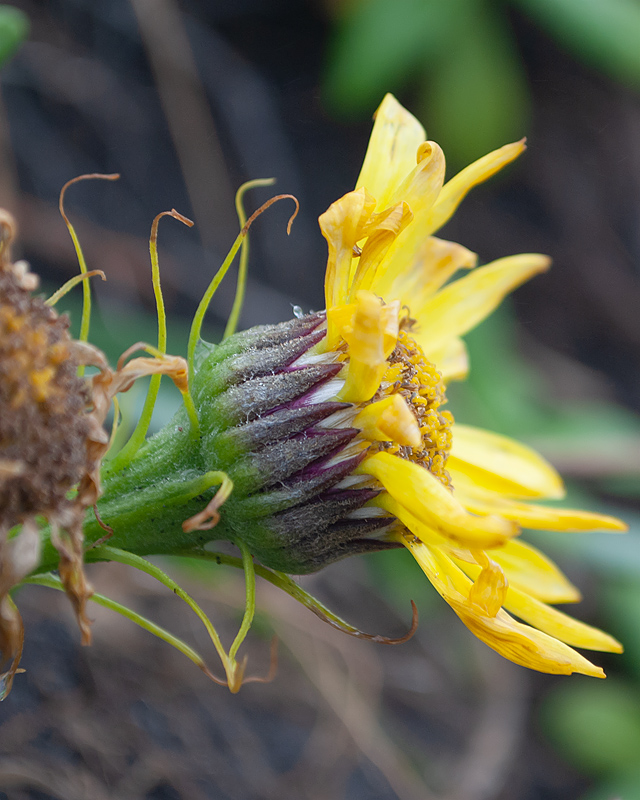 Изображение особи Senecio pseudoarnica.