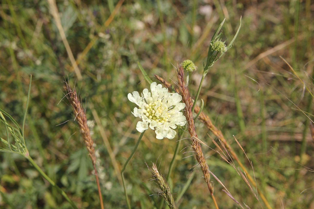 Image of Scabiosa ochroleuca specimen.