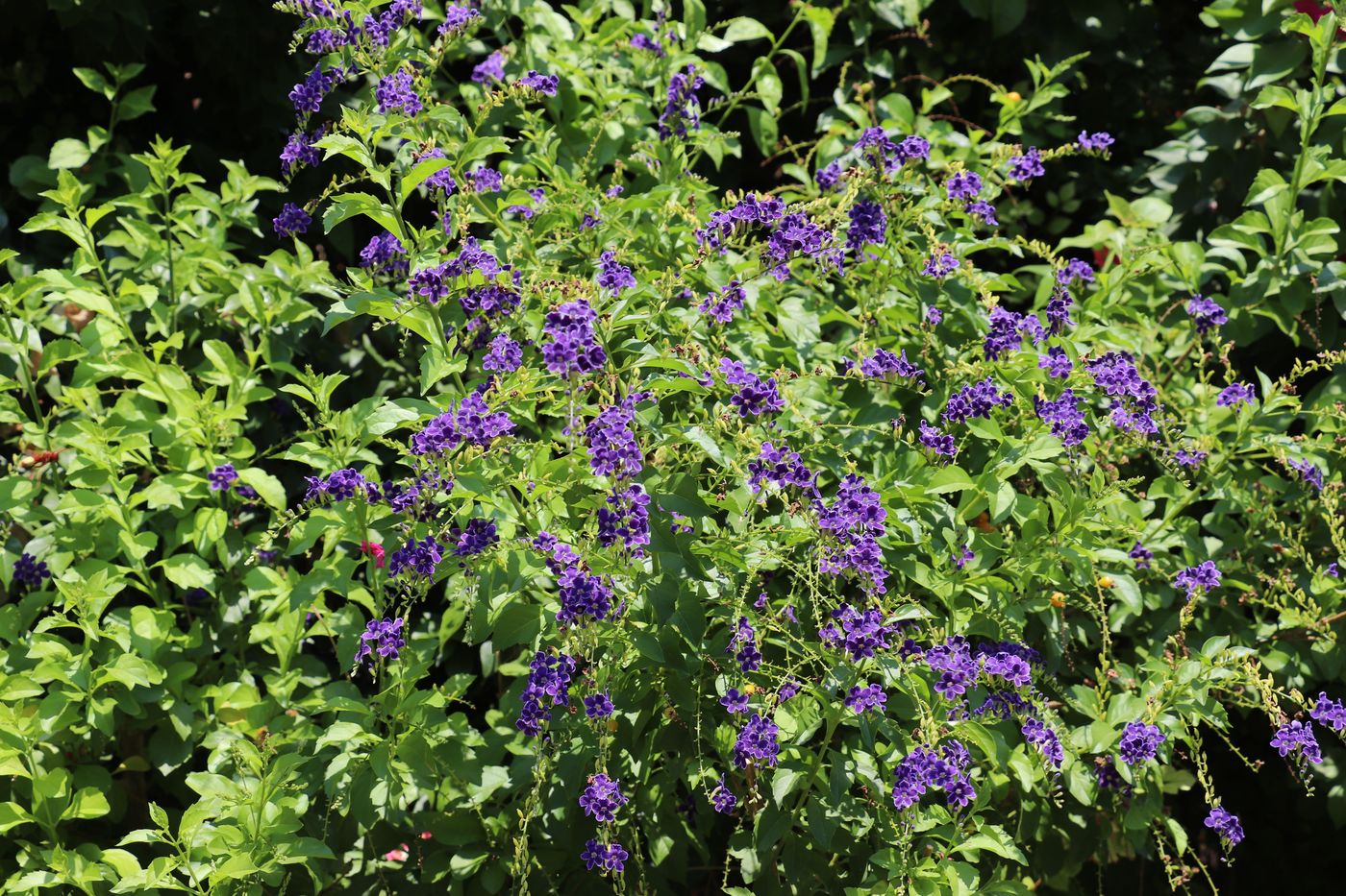 Image of Duranta erecta specimen.
