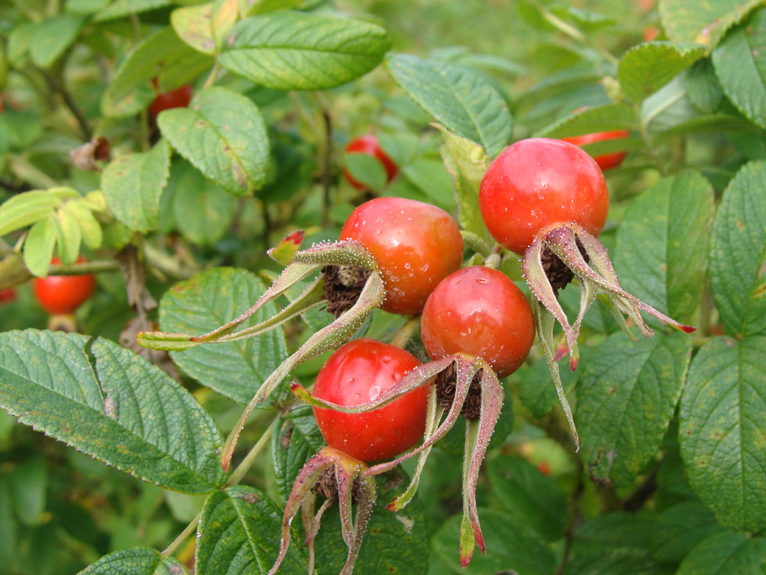 Image of Rosa rugosa specimen.