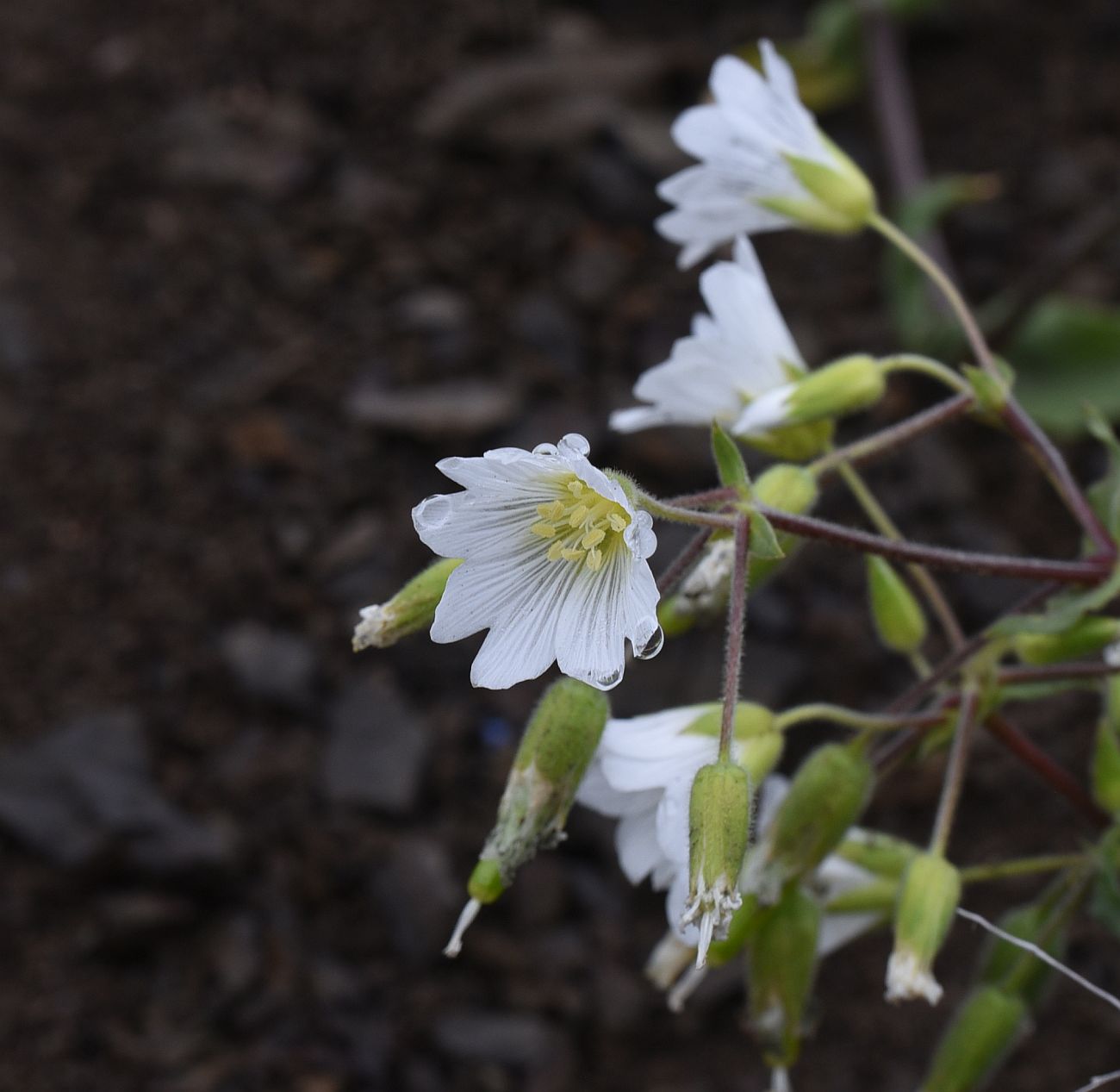 Изображение особи Cerastium multiflorum.