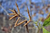 Vicia unijuga. Верхушка побега с соплодием (семена выпали). Приморский край, Шкотовский р-н, пос. Подъяпольск, поросший кустарником склон. 22.10.2022.