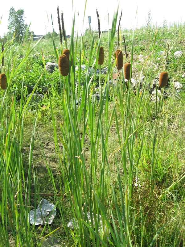 Изображение особи Typha laxmannii.