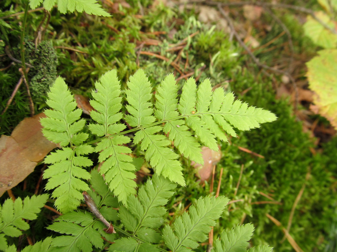 Image of Dryopteris carthusiana specimen.