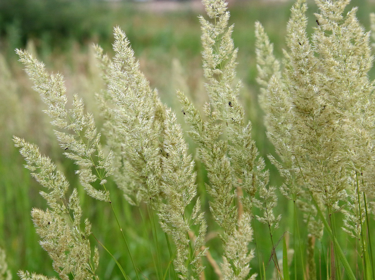 Изображение особи род Calamagrostis.