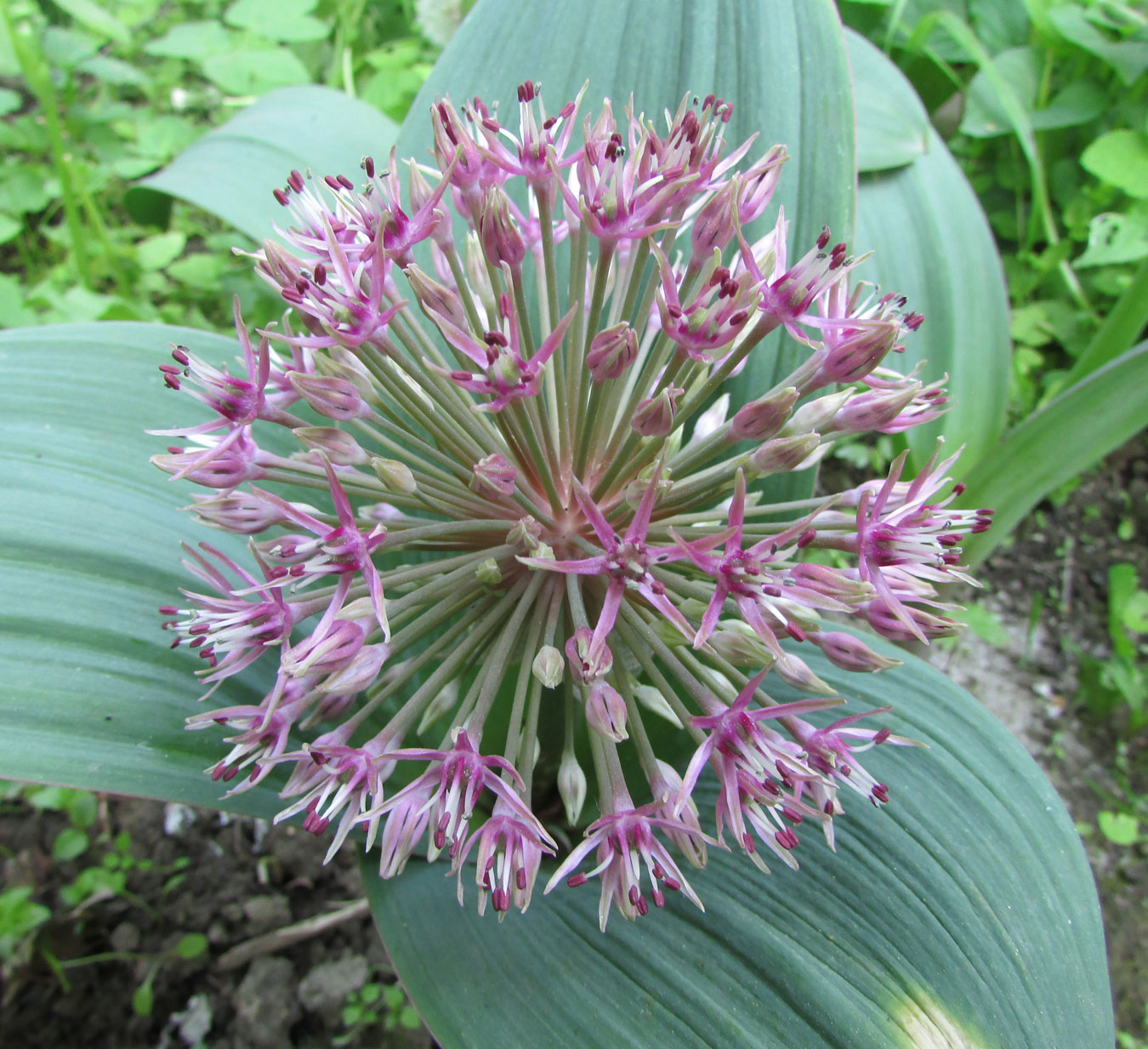 Image of Allium nevskianum specimen.