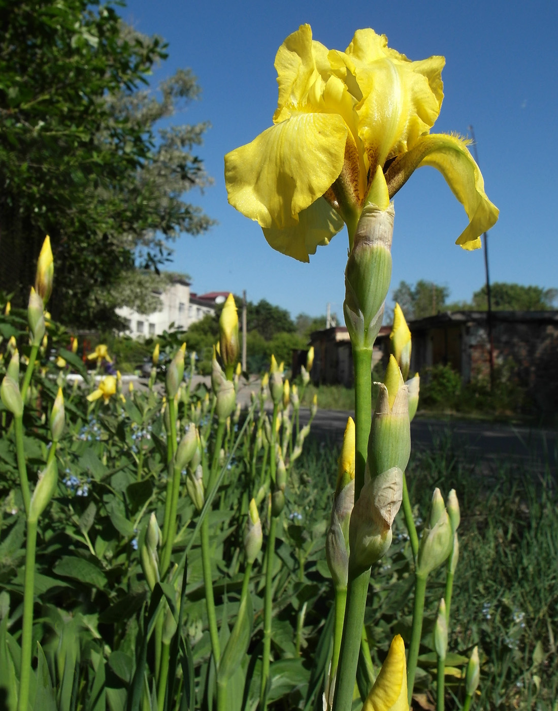 Image of Iris × hybrida specimen.