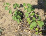 Cionura erecta. Плодоносящее растение у тропы на склоне дюны. Болгария, Бургасская обл., г. Несебр, природный заказник \"Песчаные дюны\", закреплённая дюна. 15.09.2021.
