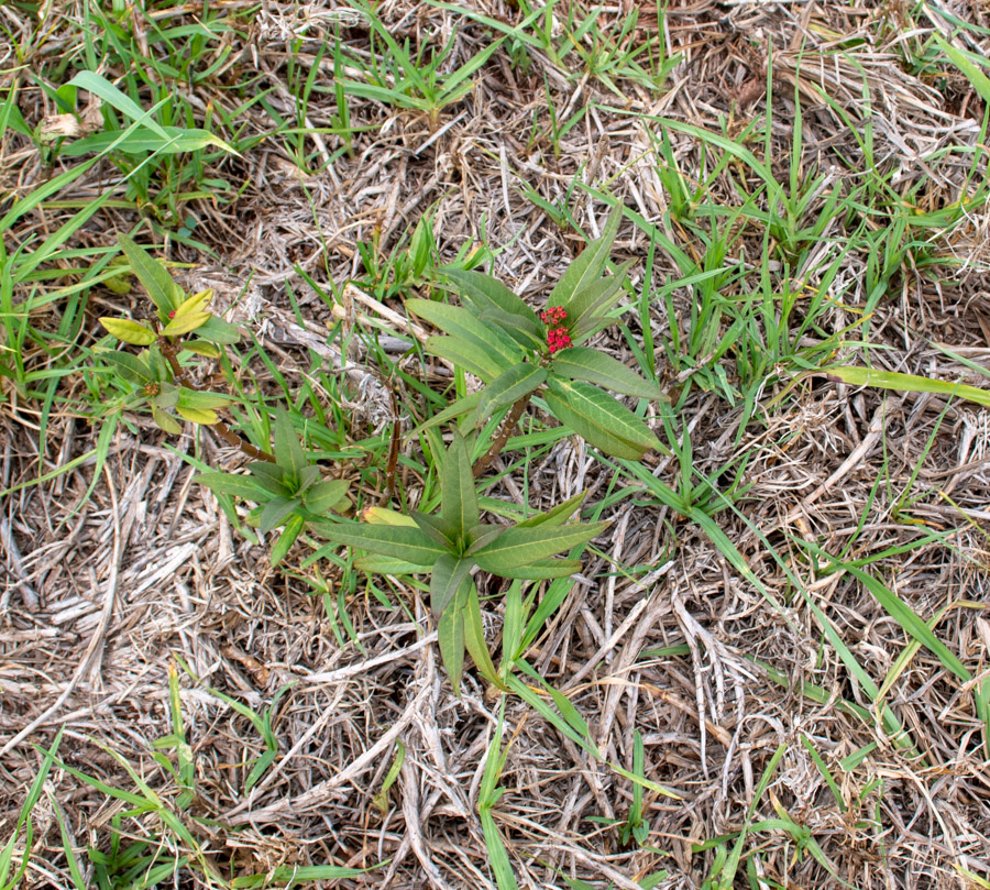 Image of Asclepias curassavica specimen.
