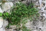 genus Astragalus. Цветущие и плодоносящие растения. Грузия, Имеретия, окр. водопада Ламина, на скале. 15.06.2023.