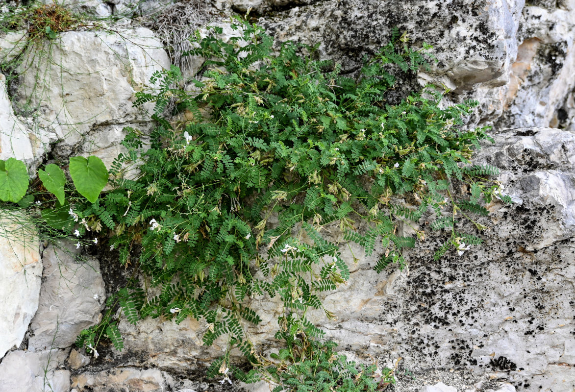 Image of genus Astragalus specimen.