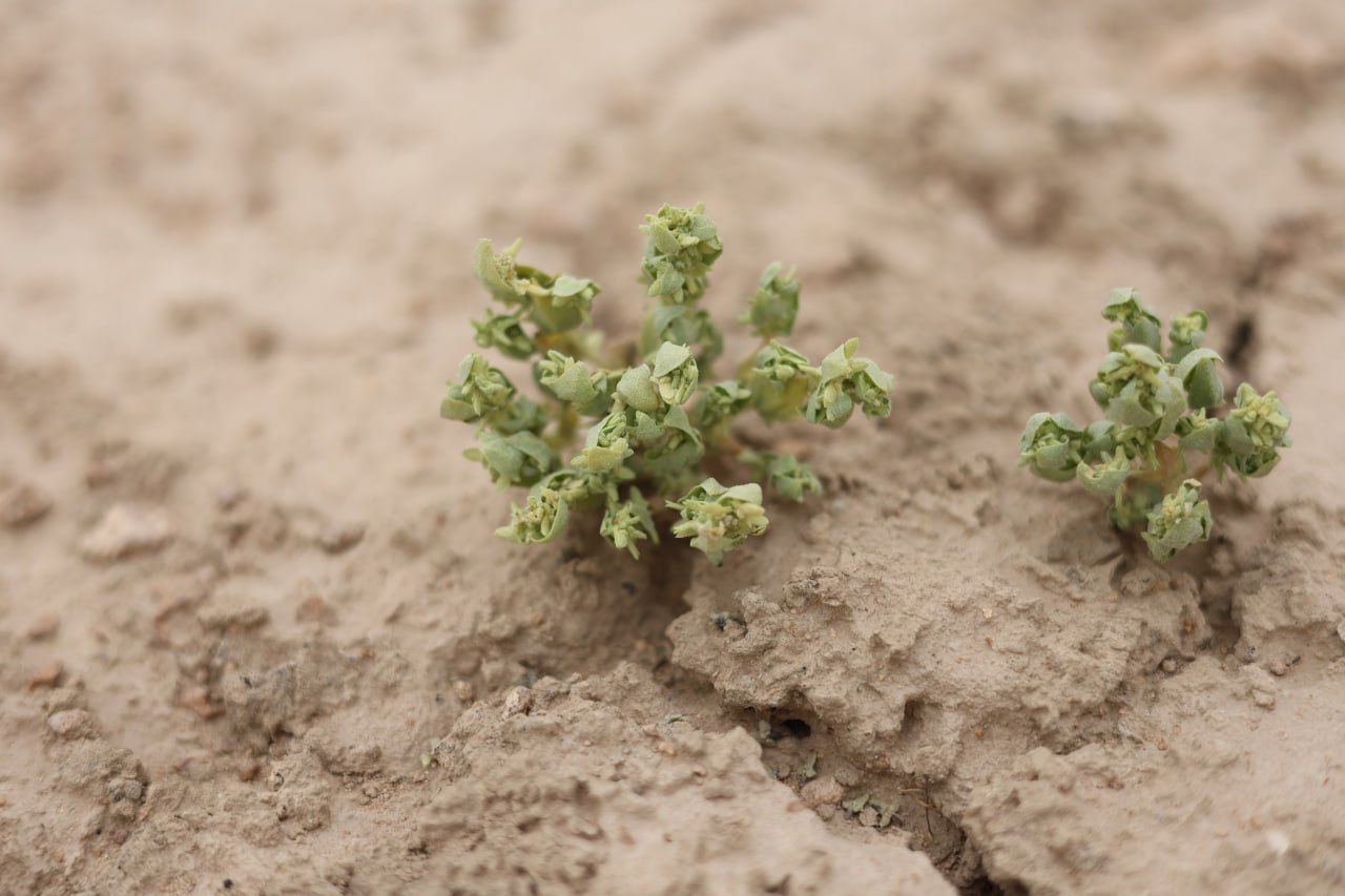 Image of Atriplex dimorphostegia specimen.