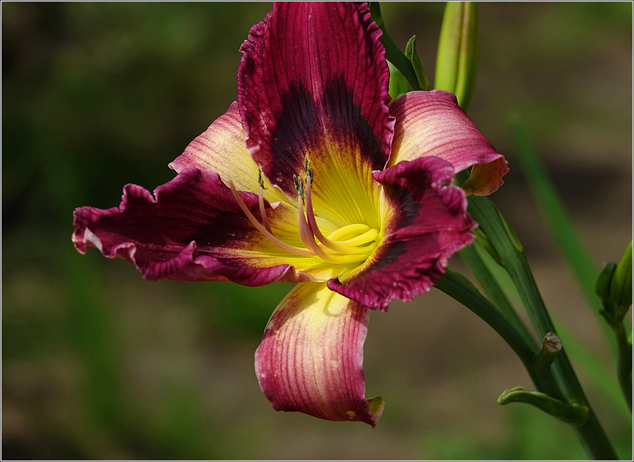 Изображение особи Hemerocallis &times; hybrida.