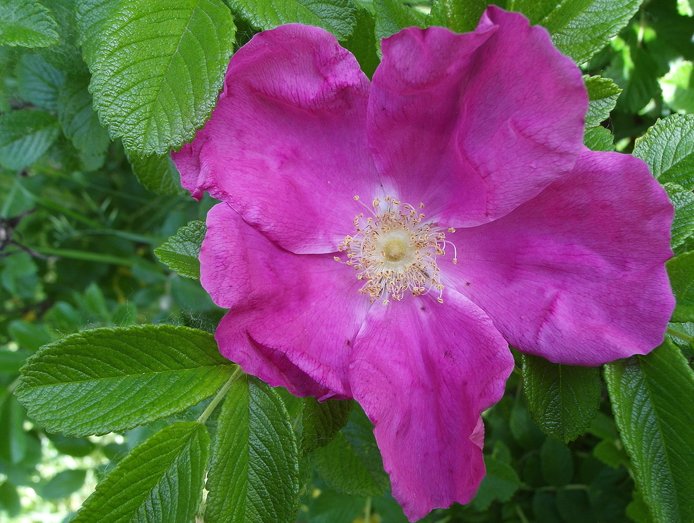 Image of Rosa rugosa specimen.