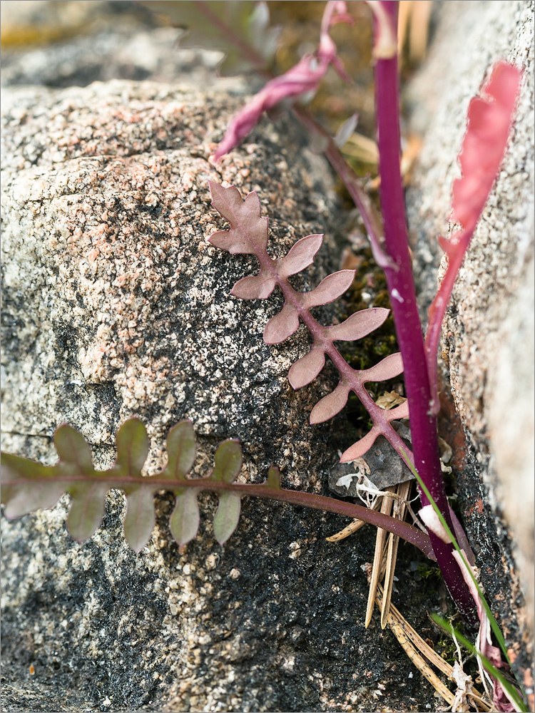 Image of Rorippa islandica specimen.