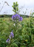 Aconitum sachalinense