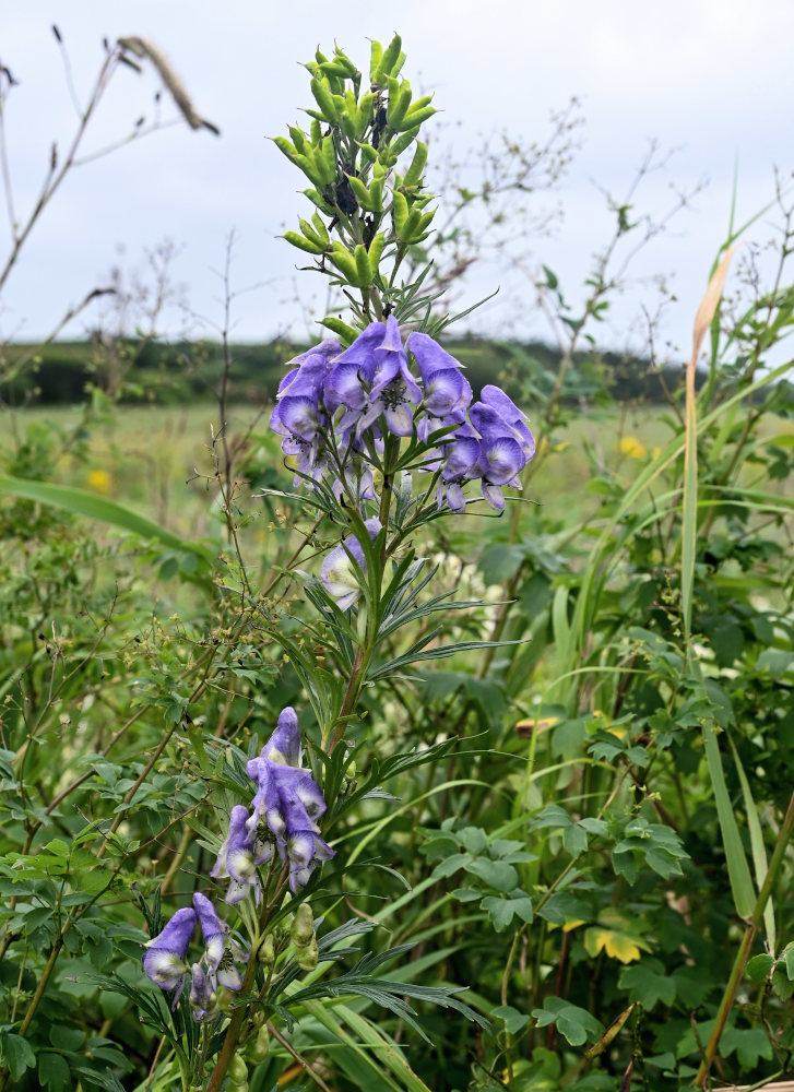 Изображение особи Aconitum sachalinense.