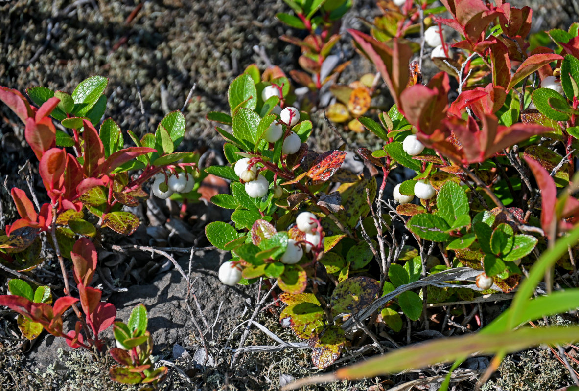 Image of Gaultheria miqueliana specimen.