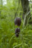 Fritillaria ussuriensis. Верхушка цветущего растения. Приморский край, Хасанский р-н, заповедник \"Кедровая падь\". 19.05.2007.