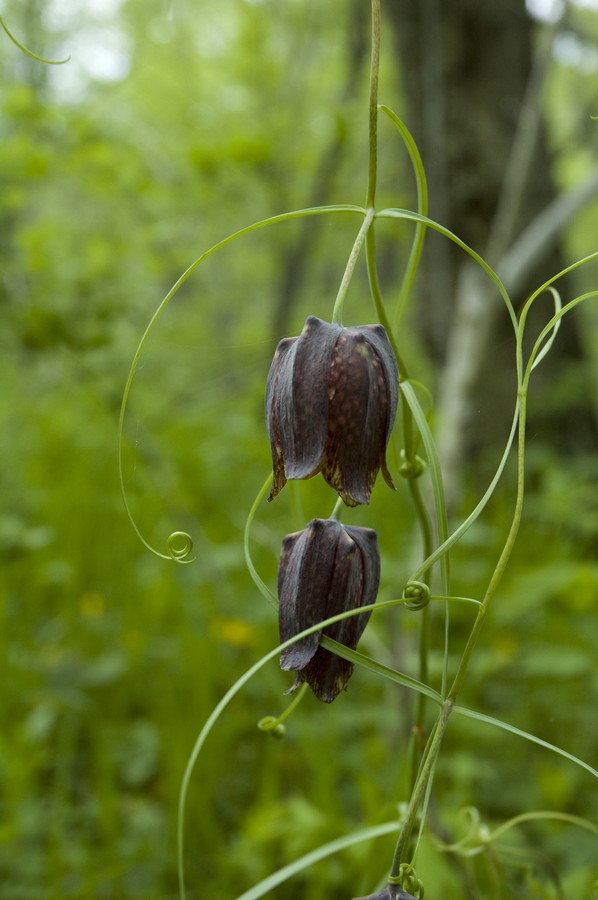 Изображение особи Fritillaria ussuriensis.