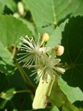 Tilia amurensis