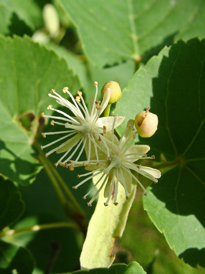 Image of Tilia amurensis specimen.