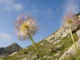 Pulsatilla aurea