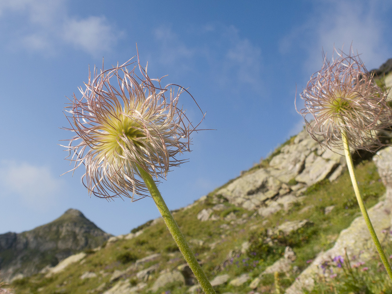 Image of Pulsatilla aurea specimen.