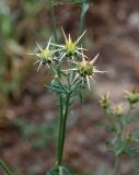 Centaurea reflexa. Верхушка побега с развивающимися соцветиями. Грузия, окр. г. Тбилиси, гора Кениси, каменистый участок лугового склона. 10.06.2023.