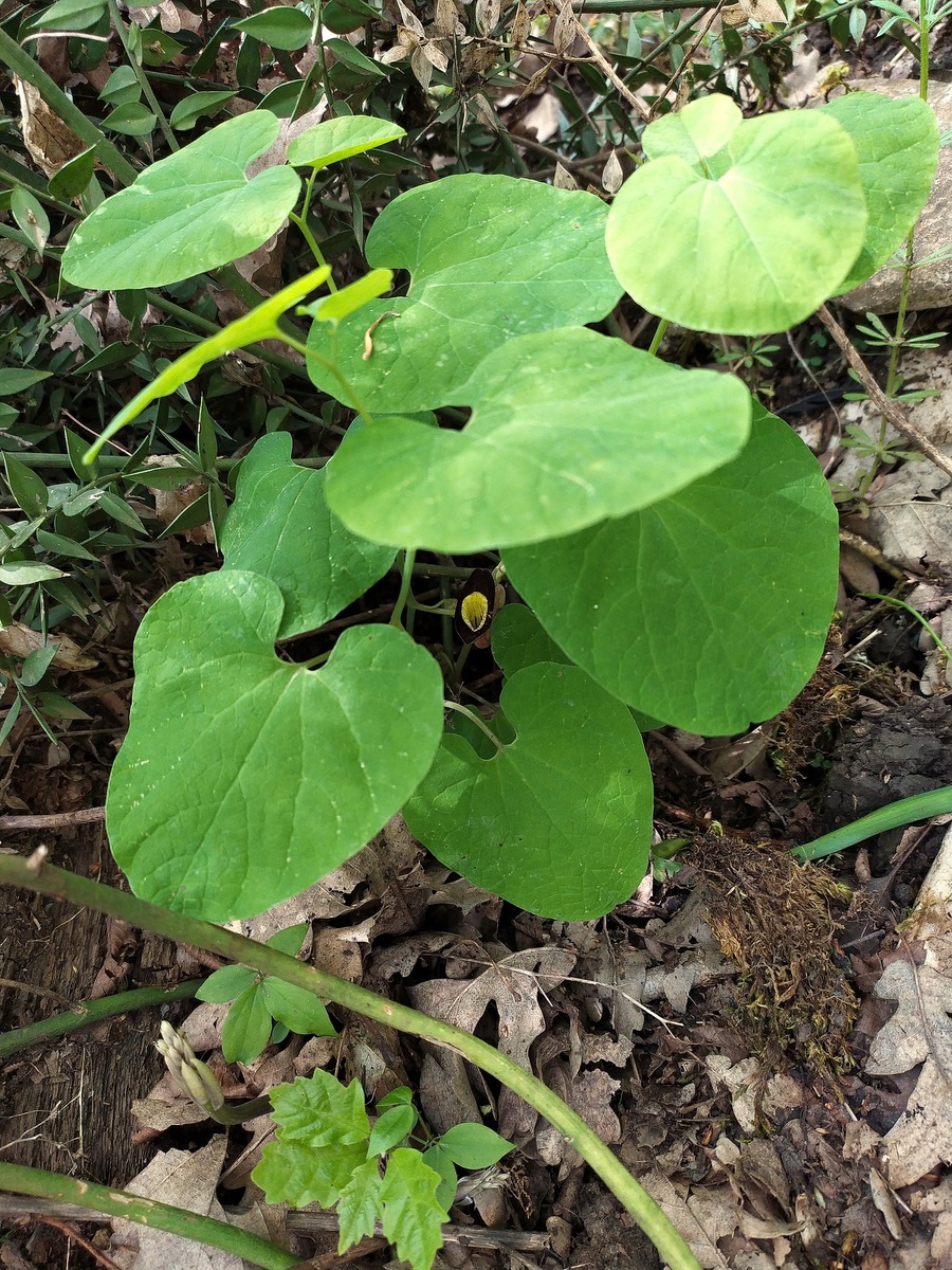 Изображение особи Aristolochia steupii.